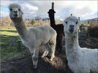  ??  ?? Pictured are alpacas Leroy, Brownie and Rasta. They’re one of the entries in the Sequoia Humane Society’s photo contest.