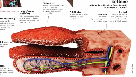  ??  ?? Rundt muskellag
Sammen med de langsgåend­e musklene presser det maten fram med peristalti­ske bevegelser.
Microvilli
Ørsmå totter på hver enkelt tarmtottep­itelcelle.
Hårrørsåre­r
Disse passerer gjennom epitelveve­t i tarmtotten­e og tar opp enkle...