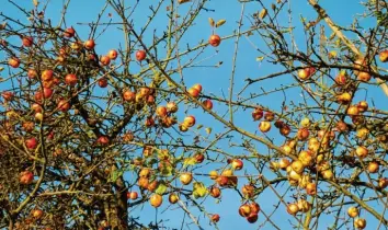  ?? Foto:siegfried Götz ?? Die Gartenbaue­rn im Landkreis Neu‰ulm haben sich für das Jahr 2021 viel vorgenomme­n.