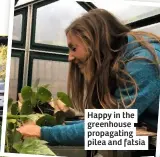  ??  ?? Happy in the greenhouse propagatin­g pilea and fatsia