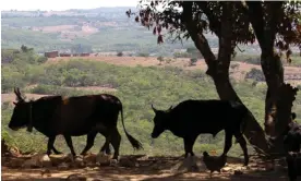  ?? Photograph: Annie Mpalume/The Guardian ?? The Kariba conservati­on project in Zimbabwe covers an area almost the size of Puerto Rico.