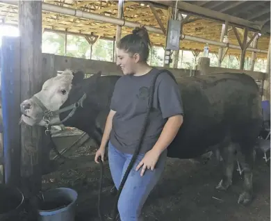  ?? BY SARA SCHONHARDT ?? Kristen Jenkins with one of her cows at the 4H farm show in Culpeper.