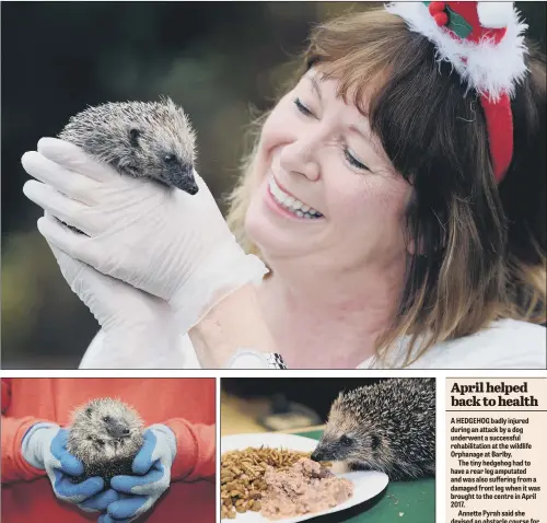  ?? PICTURE JONATHAN GAWTHORPE. ?? HIGH ON THE HOG: Wildlife care assistant Katie Hinken at the Wildlife Orphanage, which has recently been inundated with dozens of underweigh­t hedgehogs. It is now struggling to feed the hungry hogs and is desperate for donations of cat food and kitten...