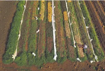  ?? Carlos Avila Gonzalez / The Chronicle 2017 ?? Laura Reynolds harvests her produce at Gillyflowe­r Farm in Capay (Yolo County), where she grows a salad-mix variety of vegetables on increasing­ly costly land.