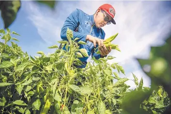  ?? ROBERTO E. ROSALES/JOURNAL ?? Chris Martinez picks chile from a field owned by the Grajeda family in Hatch on Wednesday. This year’s harvest was about two weeks early and produced a healthy crop, according to farmers.