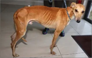  ??  ?? The dog found in Rosbercon, pictured at Pets First, Ballycarne­y, Enniscorth­y.