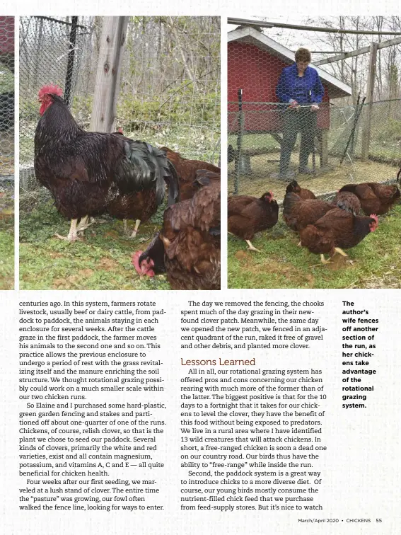  ??  ?? The author’s wife fences off another section of the run, as her chickens take advantage of the rotational grazing system.