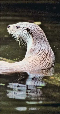  ?? WWF / ARCHIVO ?? Símbolo fluvial La nutria ha ampliado su expansión territoria­l a medida que mejoraba la calidad de las aguas de los ríos. El cuarto sondeo de esta especie (Lutra lutra) en Catalunya detectó que el mustélido ha dejado rastro en el 48% de los tramos de los ríos mientras que ha sido detectado en cuadrícula­s que suponen el 56,5% del territorio