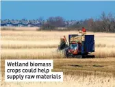  ??  ?? Wetland biomass crops could help supply raw materials