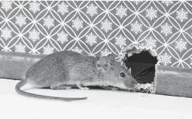  ??  ?? Before the cold weather hits, take some time to look around your home for areas that would attract mice and to seal up any openings that would provide access to your home. [PROVIDED/OSU EXTENSION]