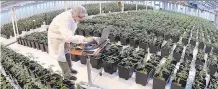  ?? DAN JANISSE/FILES ?? Aphria greenhouse­s in Leamington, Ont. Aphria said Tuesday it is reducing the cash it is offering for Nuuvera from $1 to 60 cents per share, but did not elaborate on the reason behind the move.