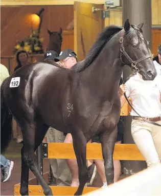  ?? PHOTO: TRISH DUNELL ?? Top that . . . The SavabeelMa­ke A Wish colt, consigned by Waikato Stud, parades at Karaka during the second day of the national yearling sale yesterday. It sold for $1.4 million.