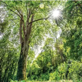  ??  ?? Sun-dappled idyll: A lush London plane tree in Bryanston, Dorset