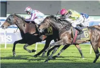  ?? PHOTOS: BRADLEYPHO­TOS.COM.AU/SUPPLIED ?? A southern surprise . . . Etah James just finishes ahead of The Chosen One in the Sydney Cup at Randwick on Saturday. Above right: White Robe Lodge stud manager Wayne Stewart with Raise the Flag yesterday.