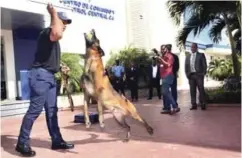  ??  ?? El CESAC adquirió seis ejemplares caninos, entrenados en la detección de explosivos, con el propósito de fortalecer la seguridad en las diferentes terminales.