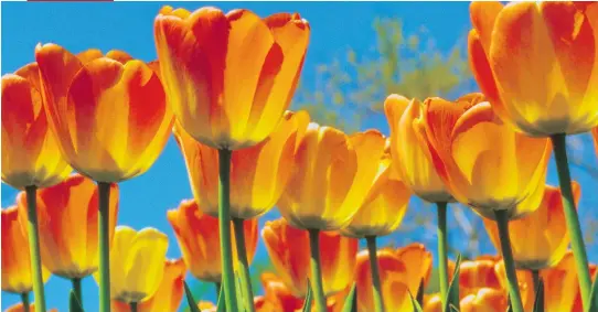  ??  ?? “I have unlimited love for tulips,” Malak Karsh once said, as evidenced by his 1981 photo, Tulips on Parliament Hill.