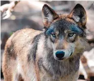  ?? DAWN VILLELLA/ASSOCIATED PRESS ?? A gray wolf at the Wildlife Science Center in Forest Lake, Minn. Wolves in the state are on the endangered list.