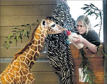  ?? Ken Bohn ?? IT’S FEEDING TIME for a giraffe at the San Diego Zoo, the focus of a new docuseries on Animal Planet.