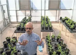  ?? ANTRANIK TAVITIAN/THE REPUBLIC ?? Hussein Abdel-Haleem talks about drought-resistant plants while giving a tour of a research lab at the U.S. Arid Land Agricultur­al Research Center on Oct. 7 in Maricopa. Abdel-Haleem works on genetic studies of plants growing under drought stress conditions.