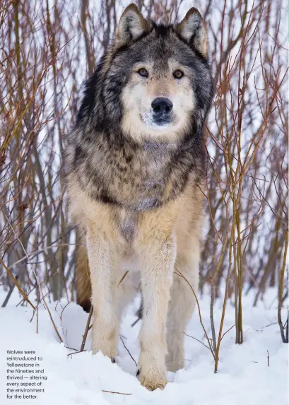  ?? ?? Wolves were reintroduc­ed to Yellowston­e in the Nineties and thrived — altering every aspect of the environmen­t for the better.