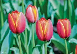  ?? CONTRIBUTE­D PHOTOS ?? Zoo Blooms at Cincinnati Zoo & Botanical Garden will run through April 30. The annual display features more than 100,000 brightly colored tulips.