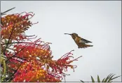  ?? BILL BISHOFF — CONTRIBUTE­D ?? At the UC Santa Cruz Arboretumn, an Allen’s Hummingbir­d, a western United States native, visits a Red Silky Oak (Grevillea bansksii), from northeaste­r Australia.