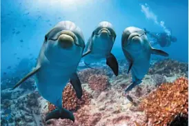  ?? ?? dolphins have been migrating southwards, towards Turkish and Bulgarian coasts of the Black Sea, since Russian forces invaded ukraine. an abnormally high number of them have been found stranded on the coasts. — AFP