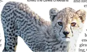  ??  ?? BREAKING COVER: Wilbur loved the Lewa cheetahs