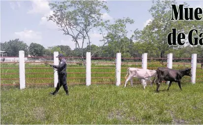  ??  ?? PÁNUCO, VER., ENERO 19.- Ganaderos de la zona Corcovado sufieron pérdidas económicas al morir sus reses.