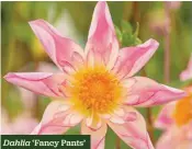  ??  ?? Dahlia ‘Fancy Pants’
Long-stemmed, spiky blooms H x S 70cm x 40cm F Jun-Oct 1 tuber £4.45 £3.56