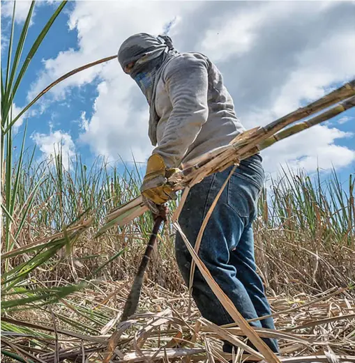  ?? ?? Farmers are expected to benefit tremendous­ly from the insurance scheme.