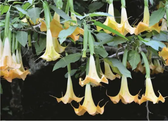  ?? FOTO SSTOCK ?? La Brugmansia arbórea es nativa de América del Sur y crece de manera silvestre también en América Central.