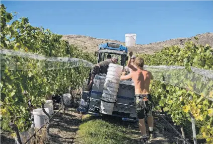  ?? PHOTO: SUPPLIED ?? Seeking to break into the United States market . . . Harvest at Akarua, Central Otago.