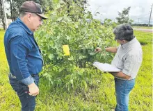  ?? ?? Técnicos del Senave realizan monitoreo de un cultivo.