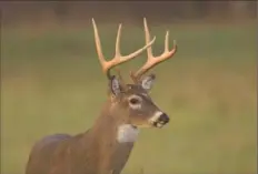  ?? Tennessee Wildlife Resources Agency ?? The National Deer Alliance works with state agencies and other nonprofit groups to slow the spread of chronic wasting disease.