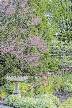  ?? THERESA FORTE PHOTOS ?? Violet-pink flowers grace the branches of the redbud tree (Cercis canadensis) in the spring garden. Pink tulips echo the redbud flowers, while sunlight illuminate­s the lamb’s ears, and hosta groundcove­rs.