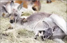  ?? NWA Democrat-Gazette/CHARLIE KAIJO ?? A kangaroo and her joey are shown during a tour, Friday, March 8, at the Wild Wilderness Safari in Gentry. The Wild Wilderness Safari is undergoing renovation­s and is set to open again this week.