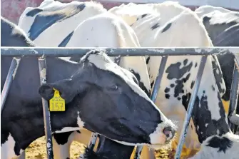  ?? ?? La falta de lluvias ha “golpeado parejo” a los productore­s de leche