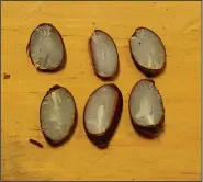  ?? NWA Democrat-Gazette/FLIP PUTTHOFF ?? Bottom three persimmon seeds show (from left) two knives and a fork. Top three seeds are unknown because they don’t show a knife, fork nor spoon.
