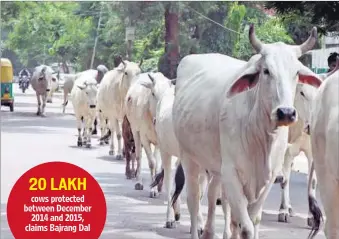  ??  ?? cows protected between December 2014 and 2015, claims Bajrang Dal