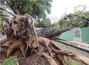  ?? FILE PIC ?? An uprooted tree which fell near a house in George Town.