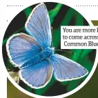  ??  ?? You are more likely to come across the Common Blue