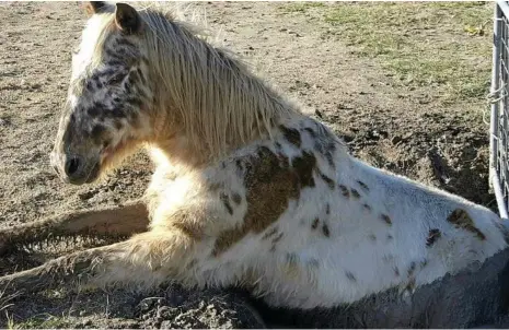  ?? PHOTO: CONTRIBUTE­D ?? RESCUE EFFORT: Jo Harmer alerted emergency services when she saw her friend’s horse, Cochise, stuck in a muddy hole.