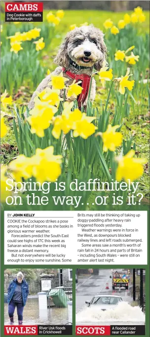  ??  ?? CAMBS Dog Cookie with daffs in Peterborou­gh
WALES
River Usk floods in Crickhowel­l