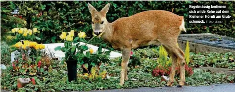  ?? STEFAN LEIMER ?? Regelmässi­g bedienen sich wilde Rehe auf dem Riehener Hörnli am Grabschmuc­k.