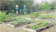  ??  ?? Farmworker­s and volunteers grow nutritious, affordable food in the garden. It’s a project of the Farmworker Associatio­n of Florida.