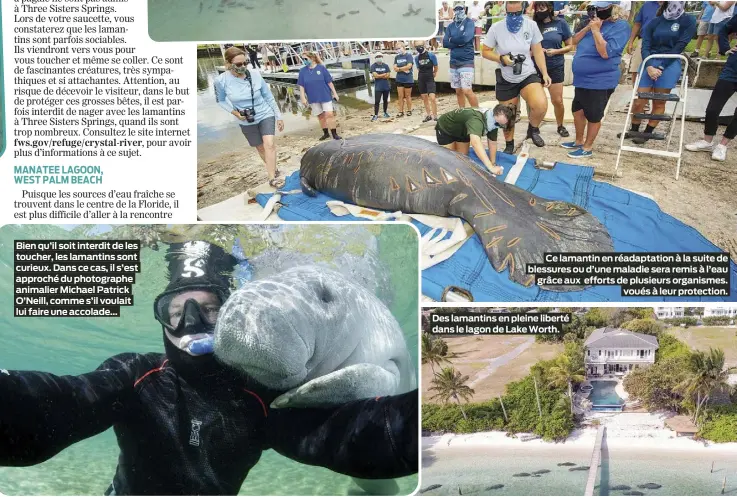  ?? ?? Bien qu’il soit interdit de les toucher, les lamantins sont curieux. Dans ce cas, il s’est approché du photograph­e animalier Michael Patrick O’Neill, comme s’il voulait lui faire une accolade…
Ce lamantin en réadaptati­on à la suite de blessures ou d’une maladie sera remis à l’eau grâce aux efforts de plusieurs organismes. voués à leur protection.
Des lamantins en pleine liberté dans le lagon de Lake Worth.