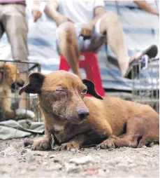  ?? ARCHIVO/ ?? FEDDA procura erradicar el maltrato a animales.