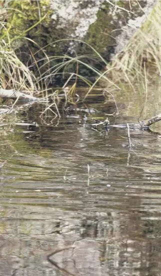  ??  ?? 0 Beavers have been reintroduc­ed to Scotland, almost four centuries after they