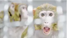  ?? — AFP file photo ?? A Rhesus macaque, part of the 11 rescued monkeys from research laboratori­es, sits in the quarantine room of the future animal shelter ‘La Taniere’, in Nogentle-Phaye near Chartres.